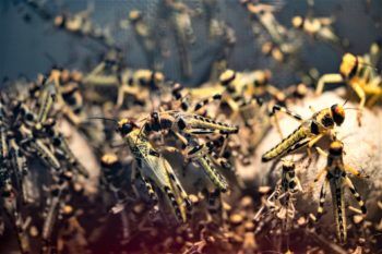 a close-up photo of a swarm of locusts with yellow and black coloration