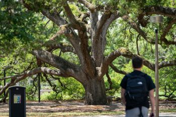 a photo of the Century Tree with an out-of-focus student wearing a black backpack walking toward it