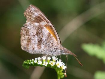 a photo of a brown and tan butterfly with what appears to be a long nose or snout