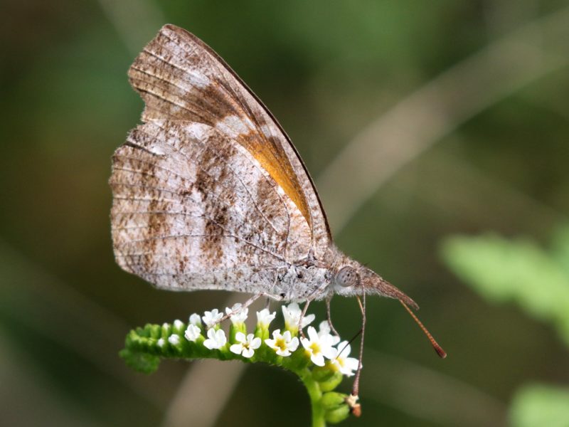 a photo of a brown and tan butterfly with what appears to be a long nose or snout
