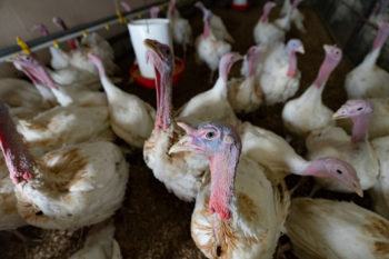 Wholesale Turkey Prices Rise As Thanksgiving Approaches - Texas A&M Today