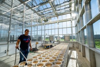 A man working inside the greenhouse in front of rows of buckets of soil 