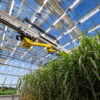 Interior view of a greenhouse where a yellow robotic arm stretched across a row of green stalks of leaves