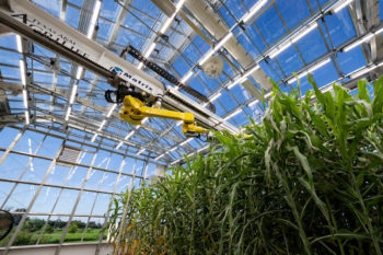 Interior view of a greenhouse where a yellow robotic arm stretches across a row of green stalks of leaves