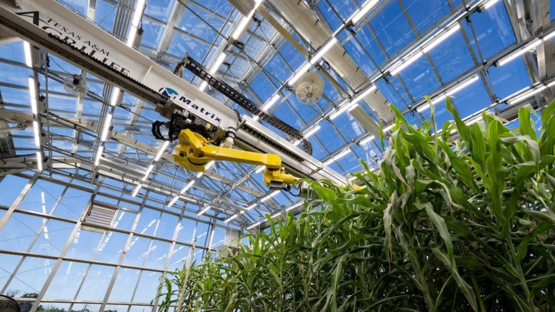 Interior view of a greenhouse where a yellow robotic arm stretched across a row of green stalks of leaves