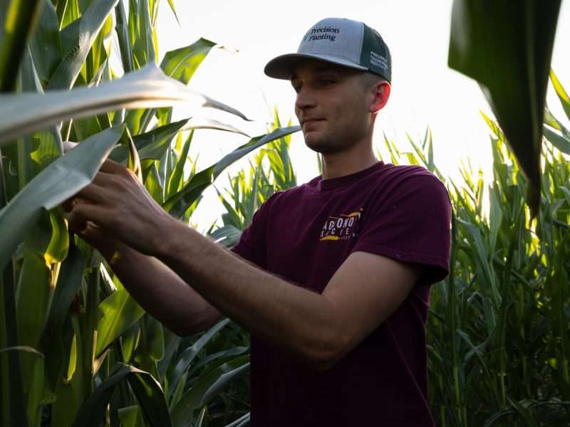 a photo of a young man in a cap and maroon t shirt standing among tall cornstalks and examining one of them
