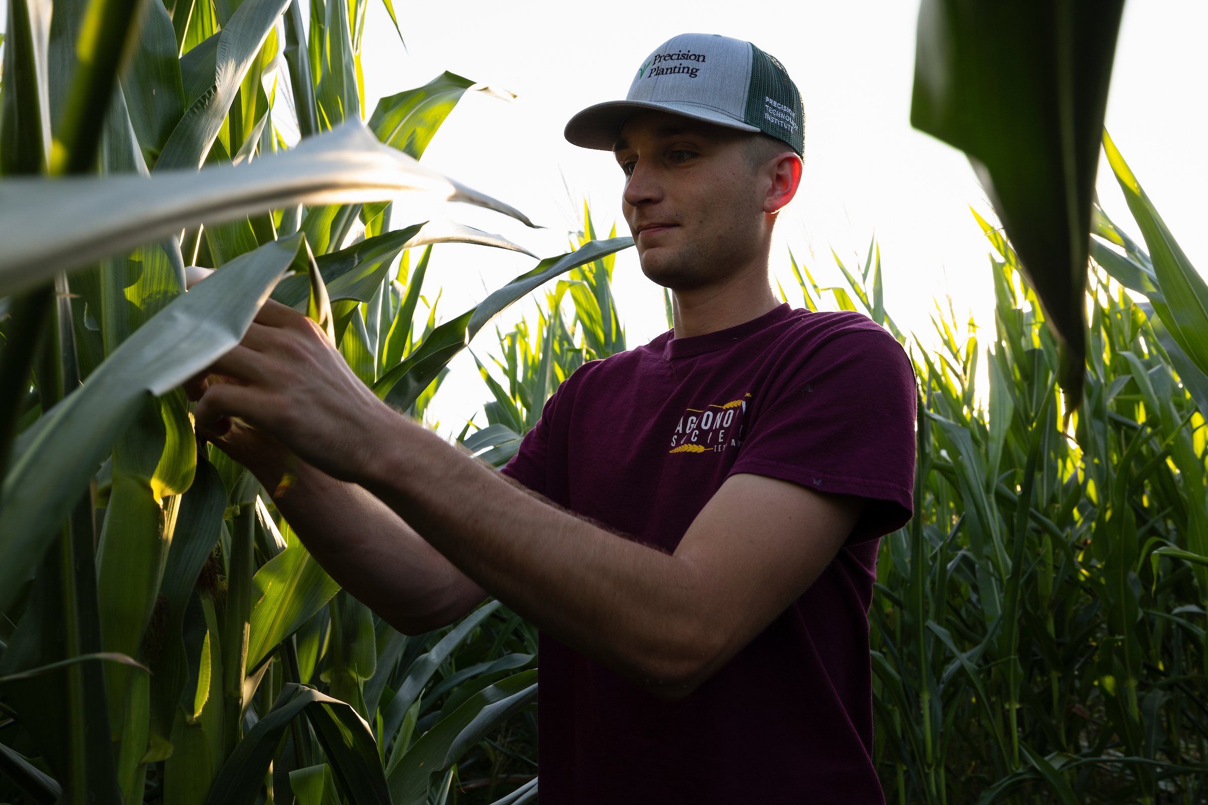 Aggie Corn Maze Open For Business Despite Drought - Texas A&M Today 