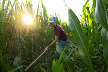 a photo of a young man in jeans, a cap, and a maroon t shirt using a hoe to chop down corn. the sun shines through cornstalks on the left.