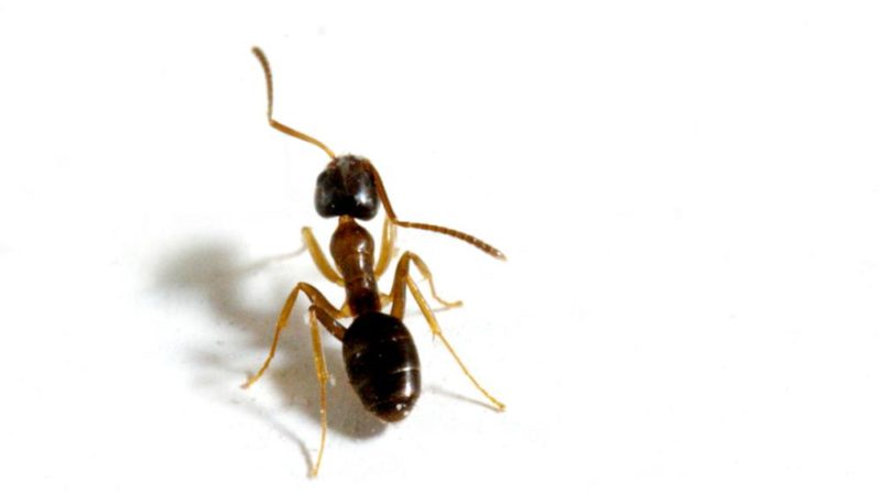 a close-up photo of a house ant on a white background