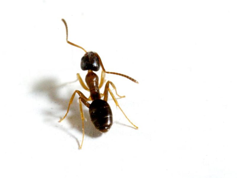 a close-up photo of a house ant on a white background