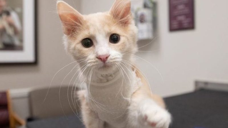 a photo of a tan and white cat reaching his paw out toward the camera