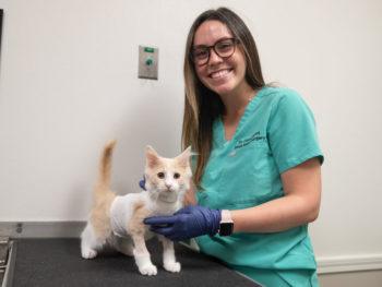a photo of a small tan and white cat with fabric around his chest standing on a table next to a smiling woman in glasses, gloves, and vet scrubs