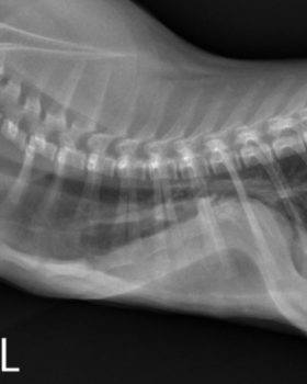 a radiograph image showing the bones of pinky the kitten. there is a noticeable curve in the sternum near the right edge of the photo