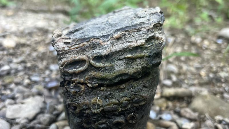 a photo of a fossilized mammoth tooth sitting on top of some rocks in a riverbed