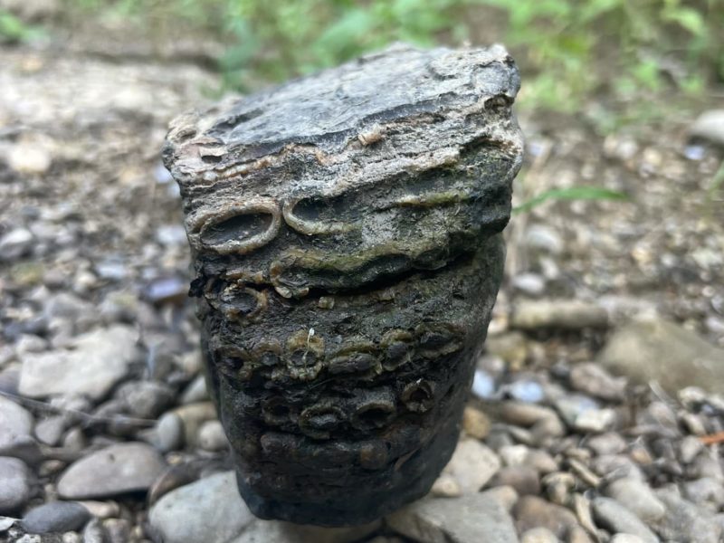 a photo of a fossilized mammoth tooth sitting on top of some rocks in a riverbed