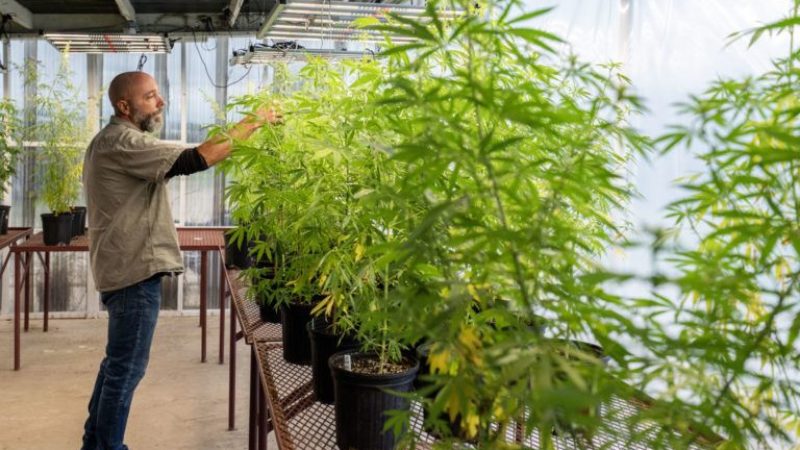 A researcher standing in a greenhouse looks at hemp plants