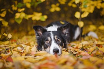 a dog in fall leaves