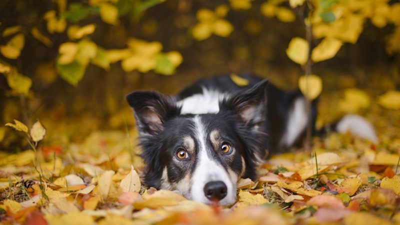 a dog in fall leaves