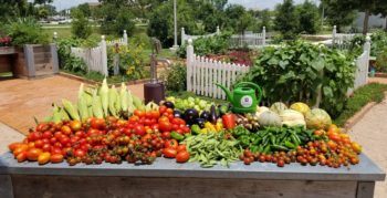 a photo of a table in The Gardens filled with various kinds of produce, including tomatoes, peppers, corn and melons.