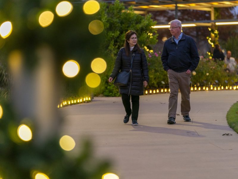 a photo of two older people in jackets walking down a path with Christmas lights and vegetation on either side