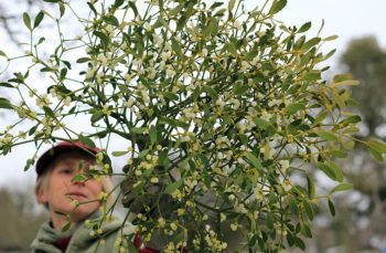 A woman pictured standing behind a cluster of mistletoe growing in an orchard