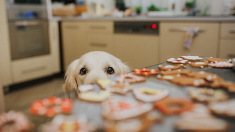A golden retriever's eyes are visible peering over a counter filled with cookies
