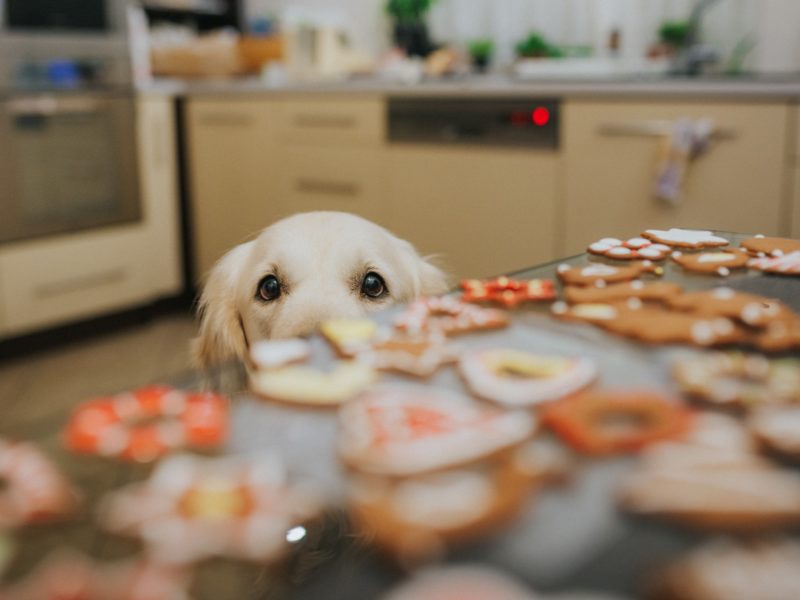 A golden retriever's eyes are visible peering over a counter filled with cookies