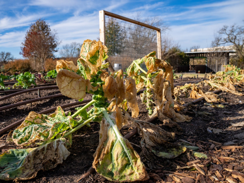 a photo of a row of Brussels sprouts plants with drooping, yellowish-brown leaves