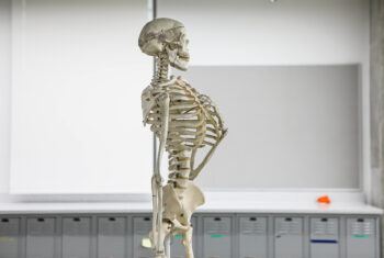 a photo of a very detailed plastic skeleton posed in front of a bank of lockers