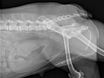 a side-view x-ray of a dog's back half, showing bunches of small stones in the animal's urethra