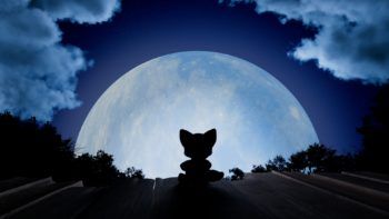 a frame from an animated short film showing the silhouette of a small fox-like animal looking out at a giant bright moon