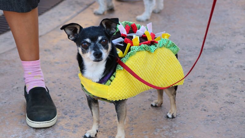 a dog in a taco costume