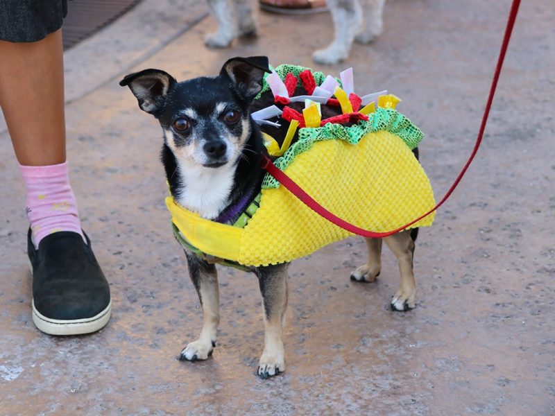a dog in a taco costume