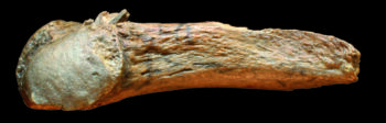 The Manis site mastodon rib with embedded point to the left