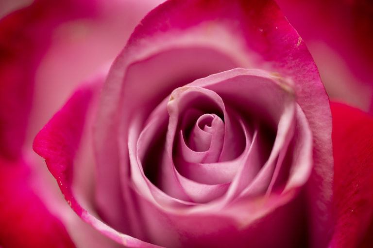 close up photo of the center of a rose with pink petals