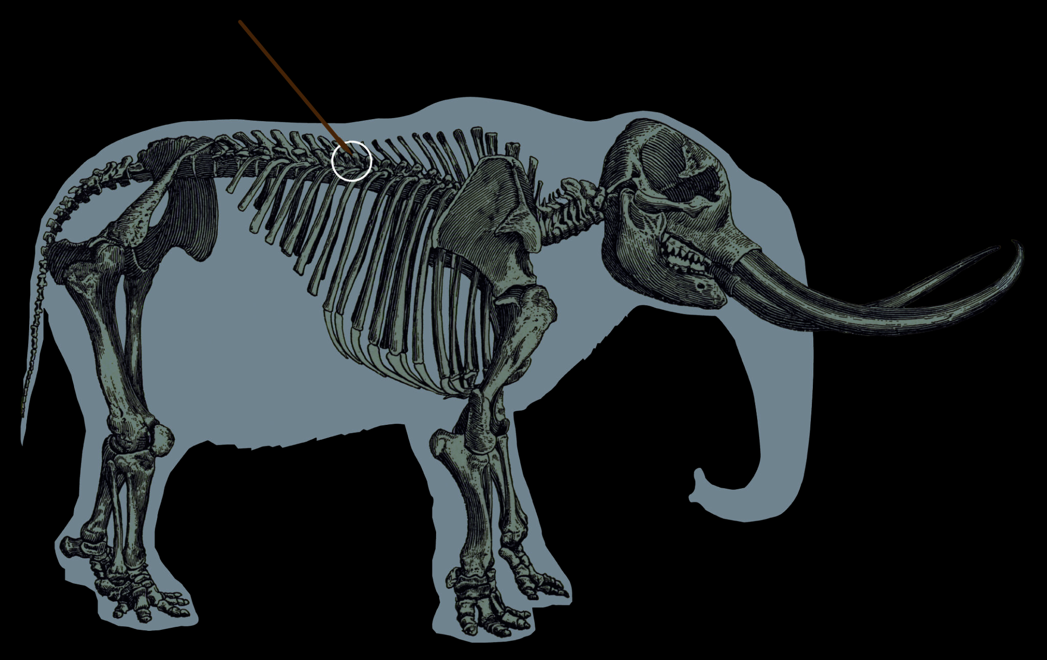 mastodon outline and skeleton diagram with spear entering between ribs near spine 