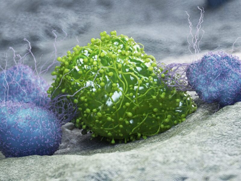 3d rendered medically accurate illustration of a cancer cell being attacked by leukocytes