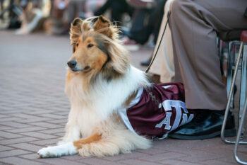 Close up photo of Reveille laying on the ground at the ceremony