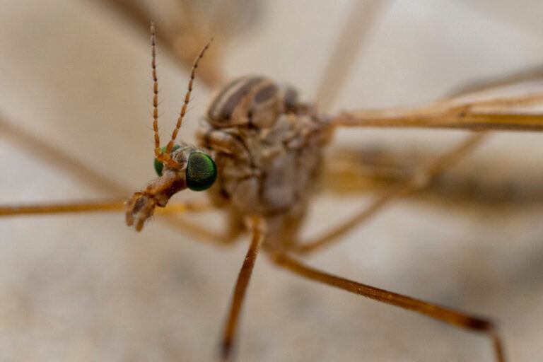 Why Are There So Many Crane Flies 2025 - Shell Pearline