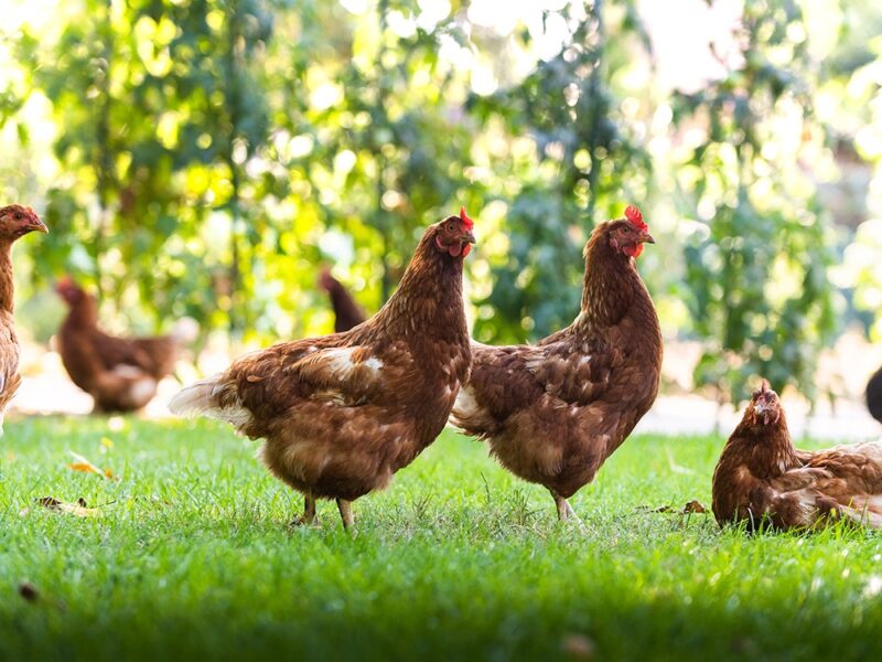 chickens in a yard