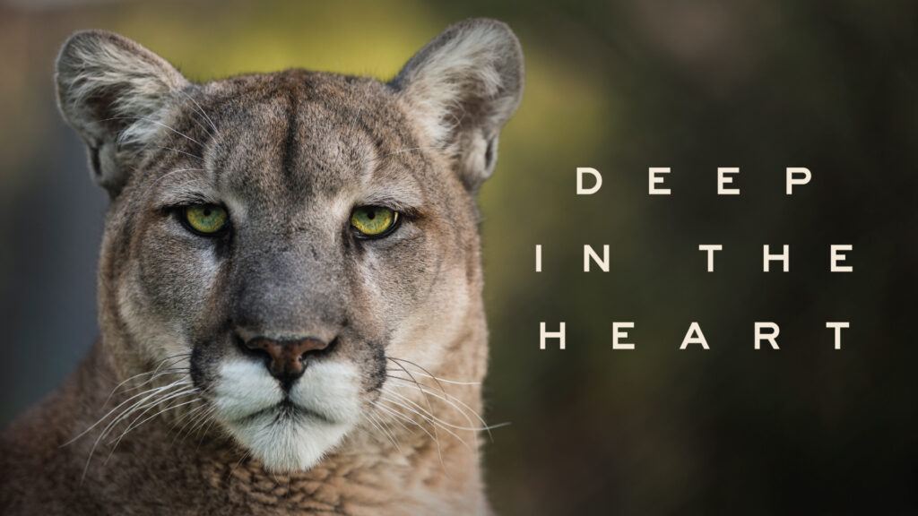A photo of a lion with text reading "Deep In The Heart"