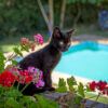 a black kitten outside in a backyard