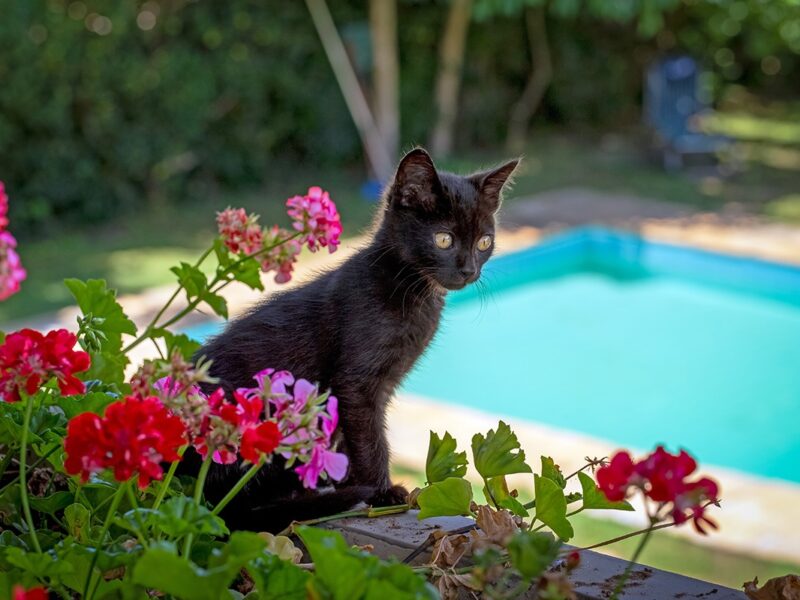 a black kitten outside in a backyard