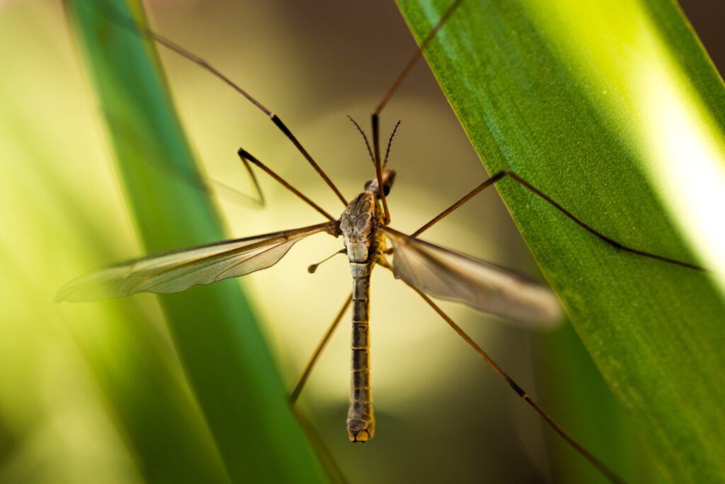 What Are Crane Flies Texas Aandm Today