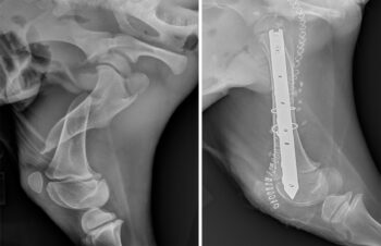 Radiographs of Tink’s leg, pre-surgery (left) and post-surgery (right)