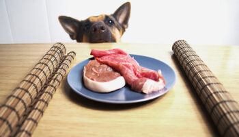 A german sheperd overseeing the defreeze process of two steaks.