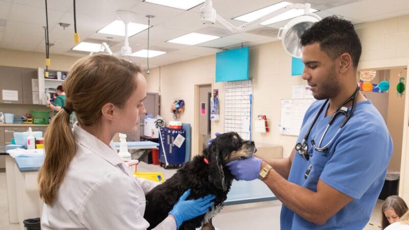 a dog at the small animal clinic being examined by veterinarians
