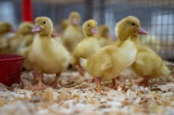 a photo of a bunch of little ducklings standing on wood shavings.