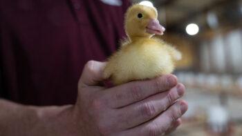 a photo of a duckling being held in a man's hand