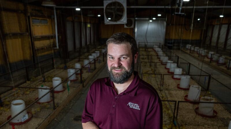 a photo of a bearded man in a maroon AgriLife polo standing in a barn and holding a duckling in his cupped hands